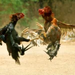 Xom Ga AZ Cockfighting Videos